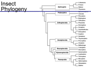 Insect
Phylogeny
 