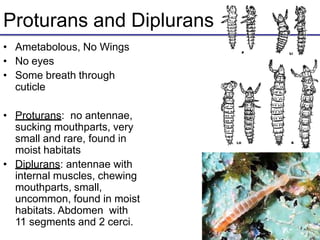 Proturans and Diplurans
• Ametabolous, No Wings
• No eyes
• Some breath through
cuticle
• Proturans: no antennae,
sucking mouthparts, very
small and rare, found in
moist habitats
• Diplurans: antennae with
internal muscles, chewing
mouthparts, small,
uncommon, found in moist
habitats. Abdomen with
11 segments and 2 cerci.
 