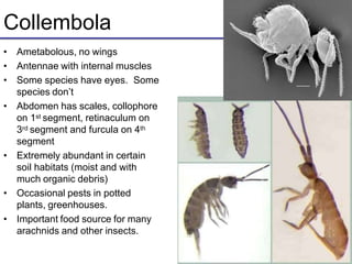 Collembola
• Ametabolous, no wings
• Antennae with internal muscles
• Some species have eyes. Some
species don’t
• Abdomen has scales, collophore
on 1st segment, retinaculum on
3rd segment and furcula on 4th
segment
• Extremely abundant in certain
soil habitats (moist and with
much organic debris)
• Occasional pests in potted
plants, greenhouses.
• Important food source for many
arachnids and other insects.
 