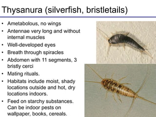 Thysanura (silverfish, bristletails)
• Ametabolous, no wings
• Antennae very long and without
internal muscles
• Well-developed eyes
• Breath through spiracles
• Abdomen with 11 segments, 3
bristly cerci
• Mating rituals.
• Habitats include moist, shady
locations outside and hot, dry
locations indoors.
• Feed on starchy substances.
Can be indoor pests on
wallpaper, books, cereals.
 