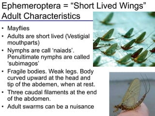 Ephemeroptera = “Short Lived Wings”
Adult Characteristics
• Mayflies
• Adults are short lived (Vestigial
mouthparts)
• Nymphs are call ‘naiads’.
Penultimate nymphs are called
‘subimagos’
• Fragile bodies. Weak legs. Body
curved upward at the head and
tip of the abdemen, when at rest.
• Three caudal filaments at the end
of the abdomen.
• Adult swarms can be a nuisance
 