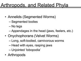 Arthropods, and Related Phyla
• Annelids (Segmented Worms)
– Segmented bodies
– No legs
– Appendages in the head (jaws, feelers, etc.)
• Onychophorans (Velvet Worms)
– Long, soft-bodied, carnivorous worms
– Head with eyes, rasping jaws
– Unjointed ‘lobopodia’
• Arthropods
 