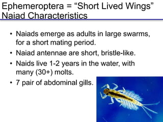 Ephemeroptera = “Short Lived Wings”
Naiad Characteristics
• Naiads emerge as adults in large swarms,
for a short mating period.
• Naiad antennae are short, bristle-like.
• Naids live 1-2 years in the water, with
many (30+) molts.
• 7 pair of abdominal gills.
 