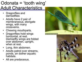 Odonata = ‘tooth wing’
Adult Characteristics
• Dragonflies and
damselflies
• Adults have 2 pair of
membraneous, elongate
wings, with many
crossveins.
• Chewing mouthparts.
• Dragonflies hold wings
horizontal, at rest.
Damselfly wings are folded
over abdomen, upright,
when at rest.
• Long, thin abdomen.
• Adults patrol over streams,
ponds, an dother aquatic
habitats.
• All are predaceous.
 