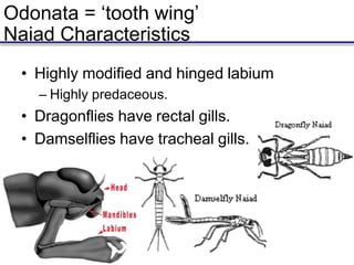 Odonata = ‘tooth wing’
Naiad Characteristics
• Highly modified and hinged labium
– Highly predaceous.
• Dragonflies have rectal gills.
• Damselflies have tracheal gills.
 
