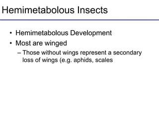 Hemimetabolous Insects
• Hemimetabolous Development
• Most are winged
– Those without wings represent a secondary
loss of wings (e.g. aphids, scales
 