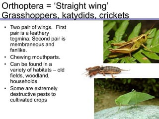 Orthoptera = ‘Straight wing’
Grasshoppers, katydids, crickets
• Two pair of wings. First
pair is a leathery
tegmina. Second pair is
membraneous and
fanlike.
• Chewing mouthparts.
• Can be found in a
variety of habitats – old
fields, woodland,
households
• Some are extremely
destructive pests to
cultivated crops
 