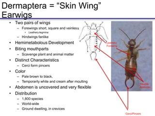 Dermaptera = “Skin Wing”
s
Earwigs
• Two pairs of wings
– Forewings short, square and veinles
• Leathery tegmina
– Hindwings fanlike
• Hemimetabolous Development
• Biting mouthparts
– Scavenge plant and animal matter
• Distinct Characteristics
– Cerci form pincers
• Color
– Pale brown to black,
– Temporarily white and cream after moulting
• Abdomen is uncovered and very flexible
• Distribution
– 1,800 species
– World-wide
– Ground dwelling, in crevices
Cerci/Pincers
Flexible
Abdomen
Leathery
Forewing
 