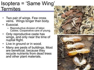 Isoptera = ‘Same Wing’
Termites
• Two pair of wings. Few cross
veins. Wings longer than body.
• Eusocial.
– Reproductive division of labor.
Castes. Cooperative care of young.
• Only reproductive caste has
wings, and only near the time of
nuptial flight.
• Live in ground or in wood.
• Many are pests of buildings. Most
are beneficial, because they
recycle nutrients from dead trees
and other plant materials.
 