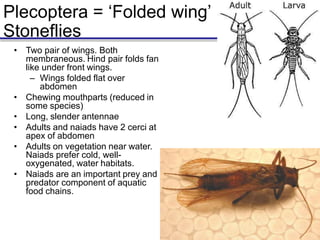 Plecoptera = ‘Folded wing’
Stoneflies
• Two pair of wings. Both
membraneous. Hind pair folds fan
like under front wings.
– Wings folded flat over
abdomen
• Chewing mouthparts (reduced in
some species)
• Long, slender antennae
• Adults and naiads have 2 cerci at
apex of abdomen
• Adults on vegetation near water.
Naiads prefer cold, well-
oxygenated, water habitats.
• Naiads are an important prey and
predator component of aquatic
food chains.
 