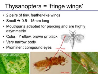 Thysanoptera = ‘fringe wings’
• 2 pairs of tiny, feather-like wings
• Small  0.5 - 15mm long
• Mouthparts adapted for piercing and are highly
asymmetric
• Color: Y ellow, brown or black
• Very narrow body
• Prominent compound eyes
Adult Thrips Adult Thrips
Fringe Wings
 