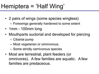 Hemiptera = ‘Half Wing’
• 2 pairs of wings (some species wingless)
– Forewings generally hardened to some extent
• 1mm - 100mm long
• Mouthparts suctorial and developed for piercing
– Cibarial pump
– Most vegetarian or omnivorous.
– Some strictly carnivorous species
• Most are terrestrial, plant feeders (or
omnivores). A few families are aquatic. A few
families are predaceous.
 
