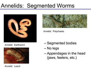Annelids: Segmented Worms
– Segmented bodies
– No legs
– Appendages in the head
(jaws, feelers, etc.)
Annelid: Earthworm
Annelid: Leech
Annelid: Polychaete
 