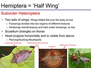 Hemiptera = ‘Half Wing’
Suborder Heteroptera
• Two sets of wings: Wings folded flat over the body at rest
– Forewings divided into two regions of different textures
– Hindwings membraneous and held under forewings, at rest
• Scutellum (triangle) on thorax
• Head projects horizontally and is visible from above
– Piercing/Sucking Mouthparts
Leathery part of forewing Membraneous part of forewing
Scutellum
Leathery part of forewing
Scutellum
 