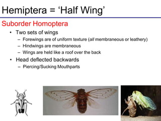Hemiptera = ‘Half Wing’
• Two sets of wings
– Forewings are of uniform texture (all membraneous or leathery)
– Hindwings are membraneous
– Wings are held like a roof over the back
• Head deflected backwards
– Piercing/Sucking Mouthparts
Suborder Homoptera
 