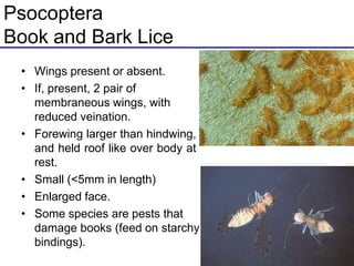 Psocoptera
Book and Bark Lice
• Wings present or absent.
• If, present, 2 pair of
membraneous wings, with
reduced veination.
• Forewing larger than hindwing,
and held roof like over body at
rest.
• Small (<5mm in length)
• Enlarged face.
• Some species are pests that
damage books (feed on starchy
bindings).
 