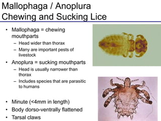 Mallophaga / Anoplura
Chewing and Sucking Lice
• Mallophaga = chewing
mouthparts
– Head wider than thorax
– Many are important pests of
livestock
• Anoplura = sucking mouthparts
– Head is usually narrower than
thorax
– Includes species that are parasitic
to humans
• Minute (<4mm in length)
• Body dorso-ventrally flattened
• Tarsal claws
 