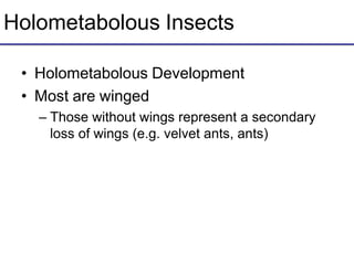 Holometabolous Insects
• Holometabolous Development
• Most are winged
– Those without wings represent a secondary
loss of wings (e.g. velvet ants, ants)
 