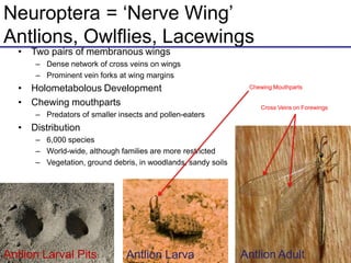 Neuroptera = ‘Nerve Wing’
Antlions, Owlflies, Lacewings
• Two pairs of membranous wings
– Dense network of cross veins on wings
– Prominent vein forks at wing margins
• Holometabolous Development
• Chewing mouthparts
– Predators of smaller insects and pollen-eaters
• Distribution
– 6,000 species
– World-wide, although families are more restricted
– Vegetation, ground debris, in woodlands, sandy soils
Antlion Larva
Antlion Larval Pits Antlion Adult
Cross Veins on Forewings
Chewing Mouthparts
 