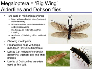 Megaloptera = ‘Big Wing’
Alderflies and Dobson flies
• Two pairs of membranous wings
– Many veins and cross veins (forming a
nerve network)
– Numerous cross veins between costa
and subcosta veins
– Hindwing a bit wider at base than
forewing
– Anal area of hindwing folded fanlike at
rest
• Chewing mouthparts
• Prognathous head with large
mandibles (sexually dimorphic)
• Larvae (i.e. hellgrammites) with
abdominal tracheal gills and anal
prolegs
• Larvae of Dobsonflies are often
used as fish bait.
 