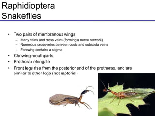 Raphidioptera
Snakeflies
• Two pairs of membranous wings
– Many veins and cross veins (forming a nerve network)
– Numerous cross veins between costa and subcosta veins
– Forewing contains a sitgma
• Chewing mouthparts
• Prothorax elongate
• Front legs rise from the posterior end of the prothorax, and are
similar to other legs (not raptorial)
 