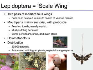 Lepidoptera = ‘Scale Wing’
• Two pairs of membranous wings
– Both pairs covered in minute scales of various colours
• Mouthparts mainly suctorial, with proboscis
– Feed on liquids, usually nectar.
– Mud-puddling behavior
– Some drink tears, urine, and even blood
• Holometabolous
• Distribution
– 20,000 species
– Associated with higher plants, especially angiosperms
Mud Puddling
Nectaring
 