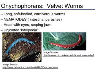 Onychophorans: Velvet Worms
– Long, soft-bodied, carnivorous worms
– NEMATODES ( intestinal parasites)
– Head with eyes, rasping jaws
– Unjointed ‘lobopodia’
Image Source:
http://www.ucmp.berkeley.edu/annelida/nereid.gif
Image Source:
http://www.britannica.com/eb/art-6767/Onychophoran
 