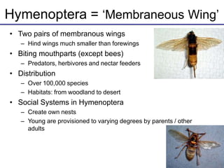 Hymenoptera = ‘Membraneous Wing’
• Two pairs of membranous wings
– Hind wings much smaller than forewings
• Biting mouthparts (except bees)
– Predators, herbivores and nectar feeders
• Distribution
– Over 100,000 species
– Habitats: from woodland to desert
• Social Systems in Hymenoptera
– Create own nests
– Young are provisioned to varying degrees by parents / other
adults
 