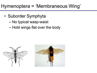 Hymenoptera = ‘Membraneous Wing’
• Suborder Symphyta
– No typical wasp-waist
– Hold wings flat over the body
 