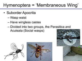 Hymenoptera = ‘Membraneous Wing’
• Suborder Apocrita
– Wasp waist
– Have wingless castes
– Divided into two groups, the Parasitica and
Aculeata (Social wasps)
 