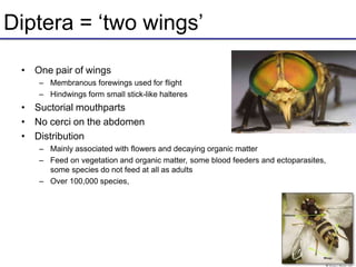 Diptera = ‘two wings’
• One pair of wings
– Membranous forewings used for flight
– Hindwings form small stick-like halteres
• Suctorial mouthparts
• No cerci on the abdomen
• Distribution
– Mainly associated with flowers and decaying organic matter
– Feed on vegetation and organic matter, some blood feeders and ectoparasites,
some species do not feed at all as adults
– Over 100,000 species,
 