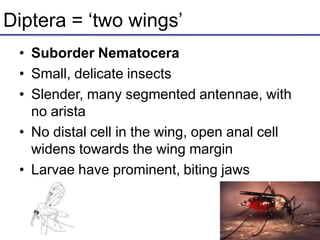 Diptera = ‘two wings’
• Suborder Nematocera
• Small, delicate insects
• Slender, many segmented antennae, with
no arista
• No distal cell in the wing, open anal cell
widens towards the wing margin
• Larvae have prominent, biting jaws
 