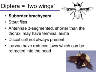 Diptera = ‘two wings’
• Suborder brachycera
• Stout flies
• Antennae 3-segmented, shorter than the
thorax, may have terminal arista
• Discal cell not always present
• Larvae have reduced jaws which can be
retracted into the head
 