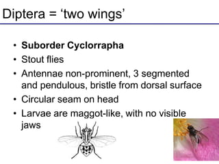 Diptera = ‘two wings’
• Suborder Cyclorrapha
• Stout flies
• Antennae non-prominent, 3 segmented
and pendulous, bristle from dorsal surface
• Circular seam on head
• Larvae are maggot-like, with no visible
jaws
 