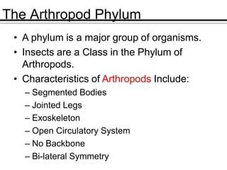 The Arthropod Phylum
• A phylum is a major group of organisms.
• Insects are a Class in the Phylum of
Arthropods.
• Characteristics of Arthropods Include:
– Segmented Bodies
– Jointed Legs
– Exoskeleton
– Open Circulatory System
– No Backbone
– Bi-lateral Symmetry
 