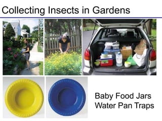 Collecting Insects in Gardens
Baby Food Jars
Water Pan Traps
 