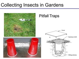 Collecting Insects in Gardens
Pitfall Traps
 