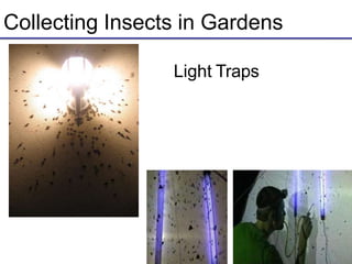 Collecting Insects in Gardens
Light Traps
 