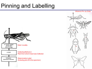 Date / Locality
Collecting Method or
Plant from which Insect was Collected
Determination Label
(Including who ID’d the specimen)
Pinning and Labelling
Where to Pin, by Order
 
