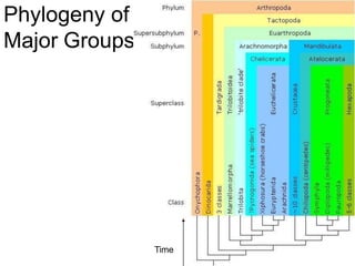 Phylogeny of
Major Groups
Defined by embryology
Blastopore becomes anus
Defined by:
Exoskeleton
Jointed legs
Time
 