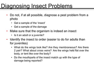 Diagnosing Insect Problems
• Do not, if at all possible, diagnose a pest problem from a
photo
• Get a sample of the ‘insect’
• Get a sample of the damage
• Make sure that the organism is indeed an insect
• Is it an adult or a juvenile?
• Identify the insect to order (easier to do for adults than
for juveniles)
• What do the wings look like? Are they membraneous? Are there
2 pair? What about cross veins? Are the wings held flat over the
body, or tent like over the body?
• Do the mouthparts of the insect match up with the type of
damage being reported?
 
