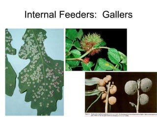 Internal Feeders: Gallers
 