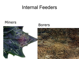 Internal Feeders
Miners
Borers
 