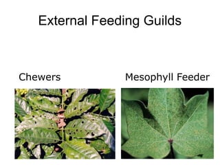 External Feeding Guilds
Chewers Mesophyll Feeder
 