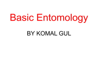 Basic Entomology
BY KOMAL GUL
 