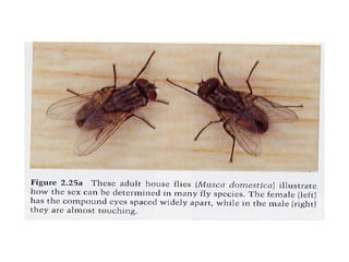 Valvulae Insect Entomology | PPT