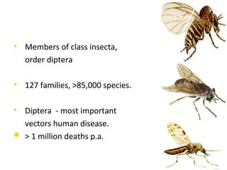 1-3mm




• Members of class insecta,
  order diptera

• 127 families, >85,000 species.

• Diptera - most important         18-22mm

  vectors human disease.
 > 1 million deaths p.a.
                                              1
                                    1-1.5mm
 