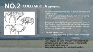 Entomology part 1 | PPTX