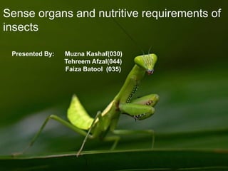 Presented By: Muzna Kashaf(030)
Tehreem Afzal(044)
Faiza Batool (035)
Sense organs and nutritive requirements of
insects
 