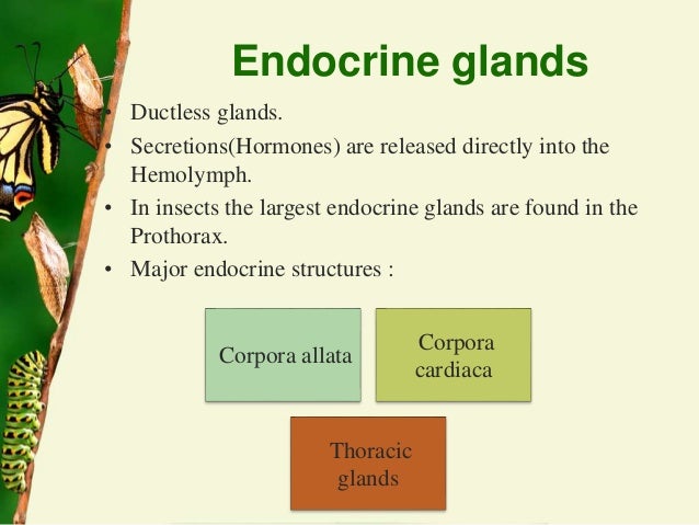 Sensory organs and nutritive requirement of insects